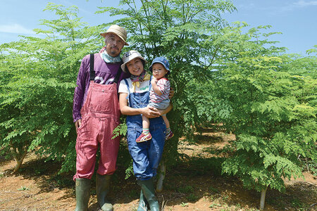 奇跡の植物＜モリンガ＞ティーバッグ（2個セット） ☆ お茶 読谷村産 沖縄 お手軽 持ち運び 便利