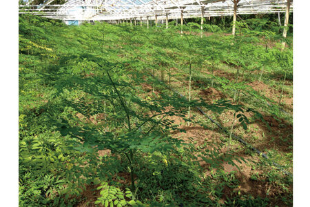 奇跡の植物＜モリンガ＞パウダー（2個セット） ☆ お茶 お手軽 持ち運び 沖縄 読谷村産