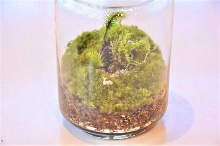 屋久島苔テラリウム | テラリウム