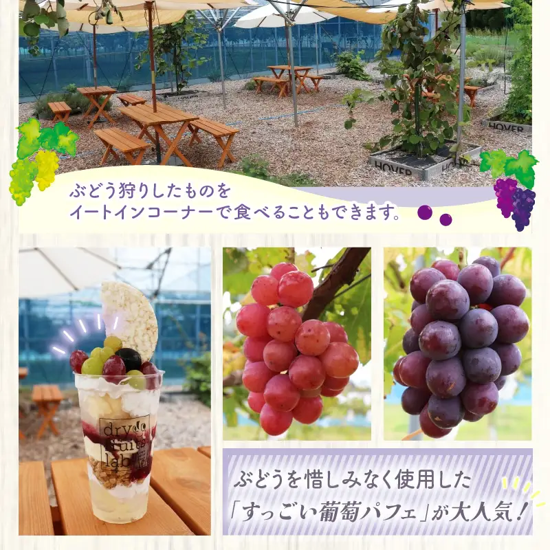 【先行予約】9月特選 ぶどうセットM 1kg以上（2～3房）／ 葡萄 クイーンニーナ 品種 おまかせ あわら 農家おすすめ ※2026年9月より順次発送 [aw007-a004]