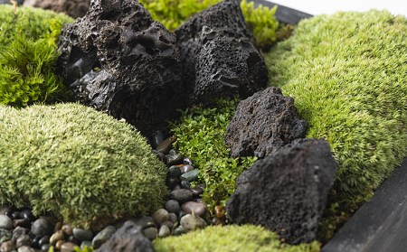 苔箱庭制作キット FZ21-465