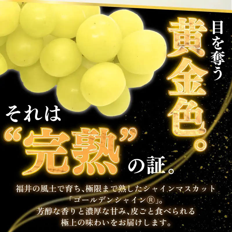 【先行予約】【訳あり】＜全3回定期便＞特選 ぶどうセットM（8月・9月・10月）1kg以上（各月2～3房）／ 葡萄 ナガノパープル シャインマスカット ゴールデン シャイン 品種 おまかせ あわら 農家おすすめ ※2026年8月より順次発送 [aw007-d001]