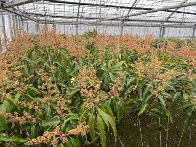 【先行受付】【2026年発送】屋宜原農園が丹精込めた「アップルマンゴー」秀約2kg - 先行予約 沖縄県産 産地直送 南国フルーツ 旬の味覚 旬のフルーツ 贈り物 ギフト 沖縄県 八重瀬町