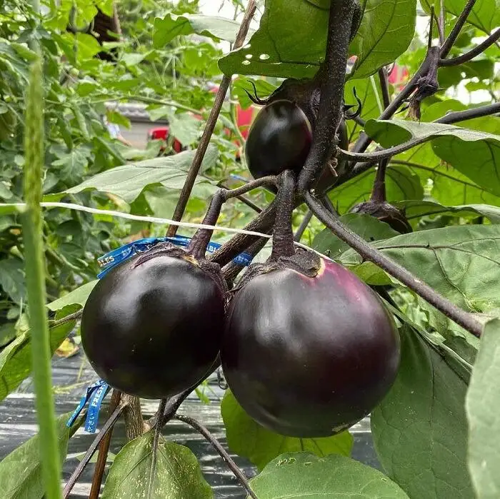 【先行予約特典付き・2026年7月発送】賀茂茄子（京野菜）  6個 約1.5kg｜京野菜 野菜