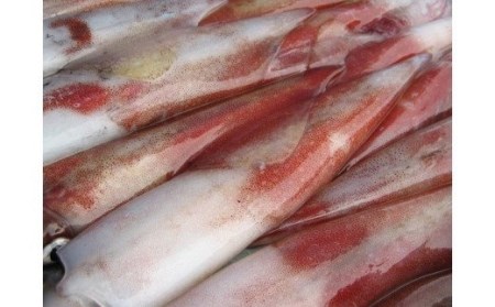 【のし付き】白いかコロッケ 1.2kg （（10個入り）オリジナルベシャメルソース+ほくほくポテト）