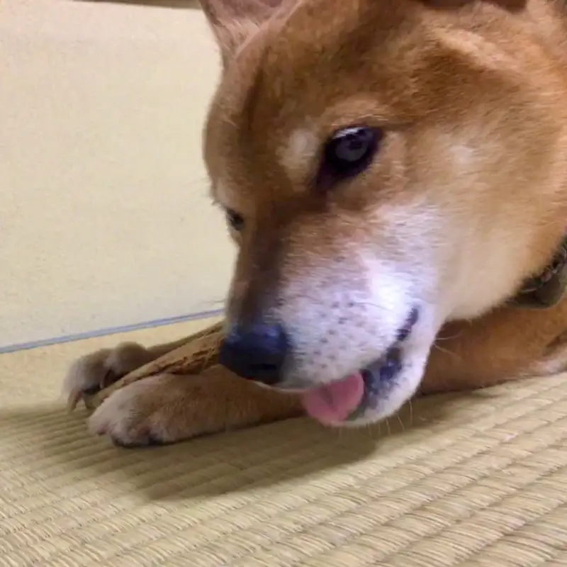 鹿の角（Ｓサイズ×2本）京都丹後産　ペット犬用おやつ　ドッグガム