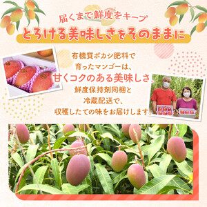 【数量限定】鹿児島 与論島アップルマンゴー特A秀品大玉２個約１キロ 化粧箱入り【先行予約】| マンゴー