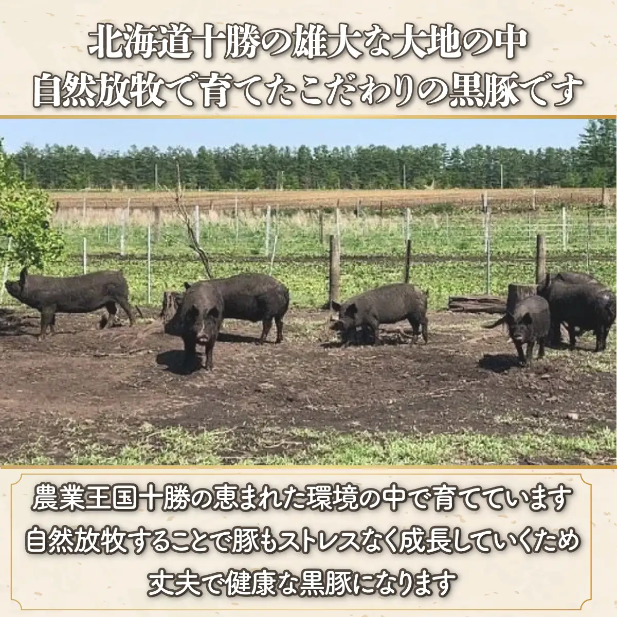 鹿追産 自然放牧黒豚無添加生ソーセージセット SKN003  【北海道　送料無料】