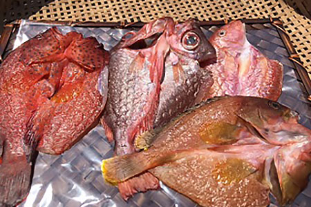 海の幸 セット1 海産物 海産物