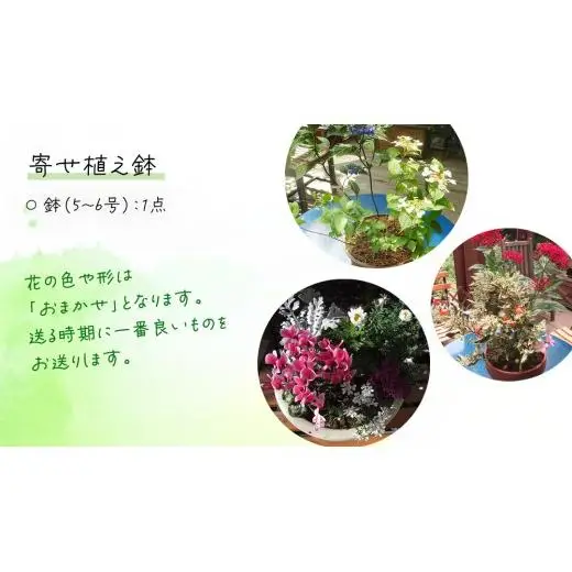 【 確実園 オリジナル 】 寄せ植え （おまかせ1点）