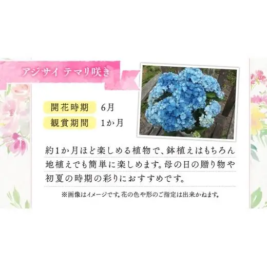 ≪先行予約≫ アジサイ テマリ咲き【 おまかせ 1点 】【2026年4月上旬頃より発送開始】