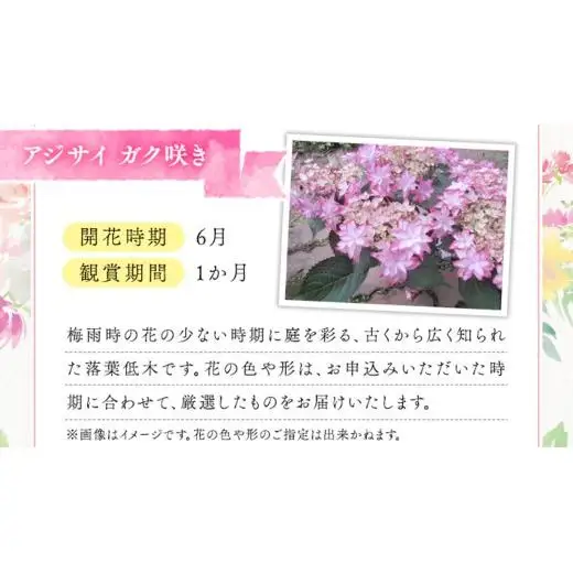 ≪先行予約≫アジサイ ガク咲き 【 おまかせ 1点 】【2026年4月上旬頃より発送開始】