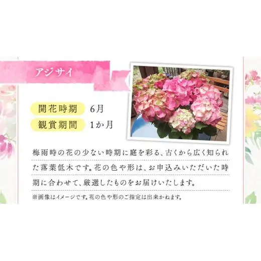 ≪先行予約≫アジサイ 【 おまかせ 1点 】【2026年4月上旬頃より発送開始】