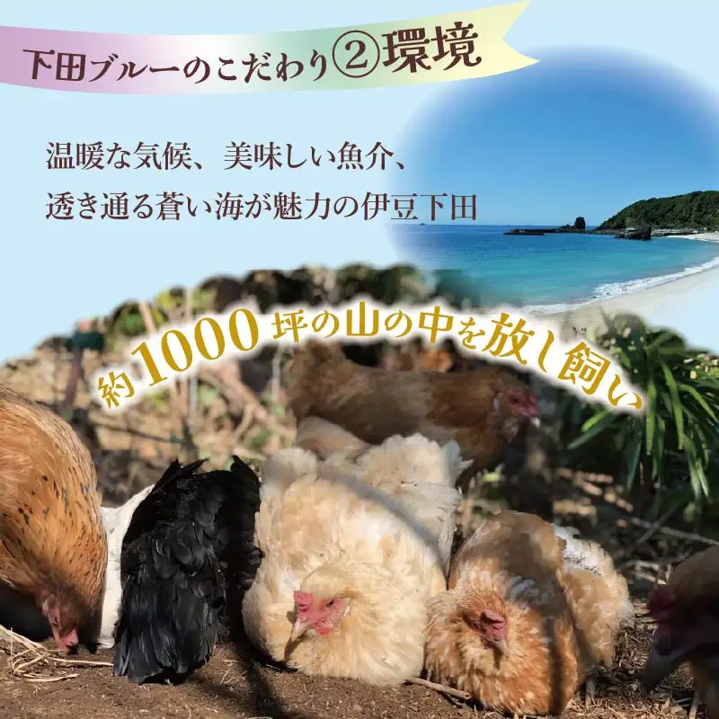 【farm1987】海と山からのおくりもの　下田ブルー(6個入り)4パック　[青い卵 アローカナ]
