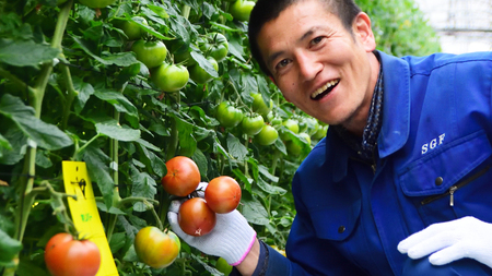 《 2026年収穫分 先行予約 》 糖度7度以上 フルーツトマト 大箱 約2.6kg × 1箱 (20～35玉/1箱)  [BC018sa]