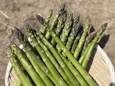 アスパラガス 先行予約 夏アスパラガス 約1kg+100g L～2L 約30本前後 厳選 マコト農園 アスパラ グリーンアスパラ 野菜 夏 旬 旬の野菜 産地直送 2026年 2026 先行 予約 青森 冷蔵 冷蔵配送 8月～9月発送