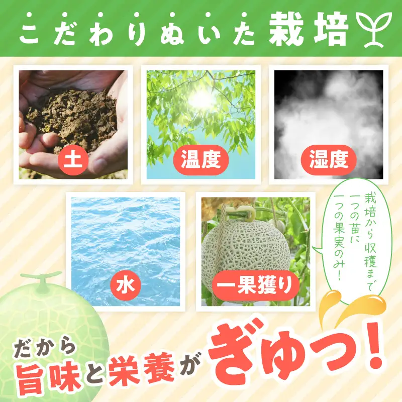 【数量限定100】ゆめろんファームの赤肉メロン（訳あり品）（2026年6月上旬～発送） 国産 ふるさと 納税 メロン 赤肉 1玉 ふるさと 納税 期間限定 ふるさと 納税 訳あり 規格外 フルーツ