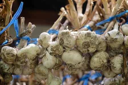 【2026年7月より順次発送】曽爾高原夏野菜５種５品３ヶ月定期便