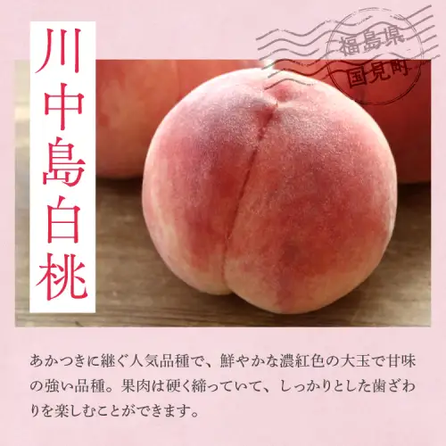 透過式光センサー川中島白桃 特秀5kg相当 15玉～18玉＜ ふくしま未来農業協同組合 ＞ | ふくしま 桃 福島 もも 国見 モモ ※2026年8月中旬頃より順次発送予定 ※沖縄・離島への配送不可