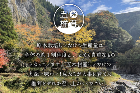 しいたけ 乾燥 肉厚 乾燥しいたけ約25g 3p 計75g  [日添 熊本県 五木村 51120279] 