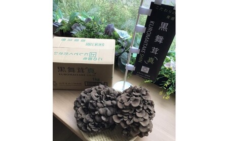 黒舞茸「真」 1kg きのこ マイタケ HNNAW001 | 埼玉県飯能市