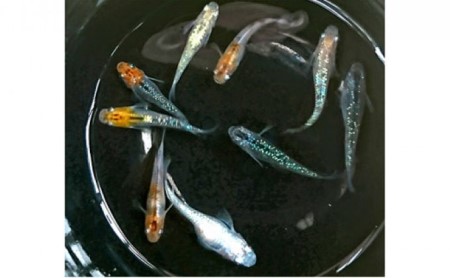 選べる３コース（24匹または30匹）改良メダカ 生き物 めだか 死着保証  (3)ミックス30匹セット8種類以上