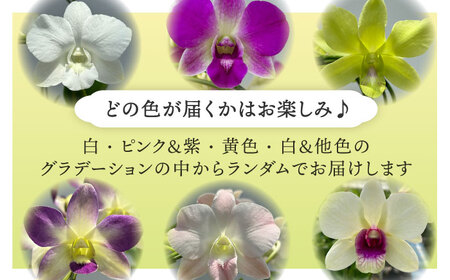 【お中元対象】【30セット 限定 】 デンファレ （ 洋蘭 ） 3本 立ち  《糸島》【和饗エコファーム株式会社】蘭 洋蘭 デンファレ 花 インテリア お祝い 贈り物 [AVI004]