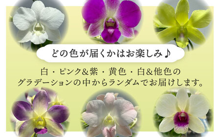 【お中元対象】【30セット 限定 】 デンファレ （ 洋蘭 ） 5本 立ち 《糸島》【和饗エコファーム株式会社】 蘭 洋蘭 デンファレ 花 インテリア お祝い 贈り物 [AVI003]