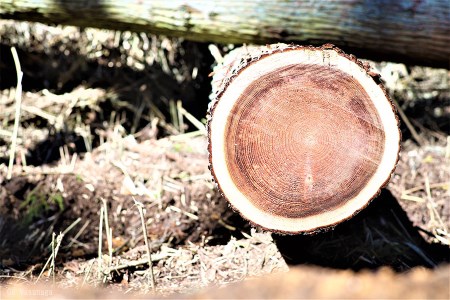 【KALCANO】小国杉ジュエリー michikake -みちかけ イヤリング ジュエリー jewelry アクセサリー レディース 熊本 阿蘇小国杉 工芸品 木製 淡水パール ハンドメイド ギフト プレゼント ジュエリーケース付 Ogunist