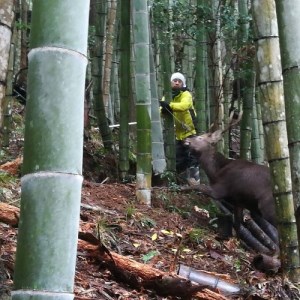 ジビエ と 寒山拾得の 加工品 6種類セット ： 鹿肉約1kg＋鹿肉辣油×2種類＋鹿肉味噌×2種類＋万願寺唐辛子アチャール×1個