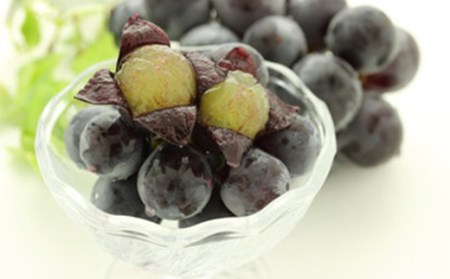 《先行予約 2026年度発送》ピオーネ2kg(3～4房) ぶどう ブドウ 葡萄 デザート フルーツ 果物 くだもの 果実 食品 山形県 FSY-0526