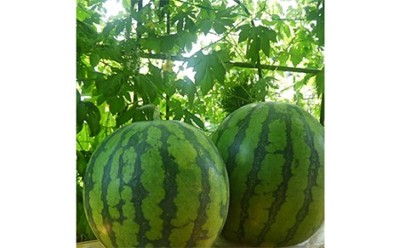 《2026年産先行受付》山形県産【すいか・東部限定】 2L 約6kg スイカ すいか 西瓜 デザート フルーツ 果物 くだもの 果実 食品 山形県 FSY-0012