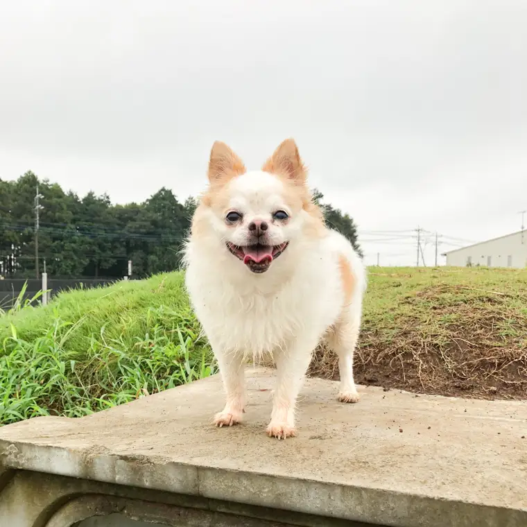K1913 茨城県境町 広々1000坪！ ドッグラン 回数券（５回分）１回分お得！