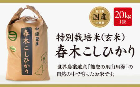 米 特別栽培米 春木 コシヒカリ 玄米 20kg [農業組合法人能登やまびこ 石川県 中能登町 27af0001]