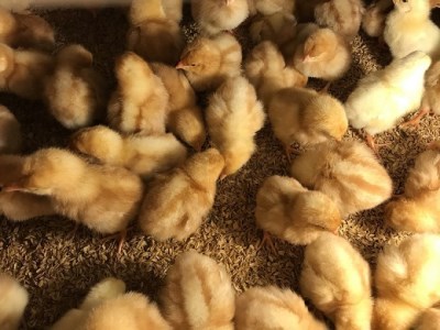 卵 平飼い有精卵 あそぼらん 30個 卵 たまご【asit0001A】