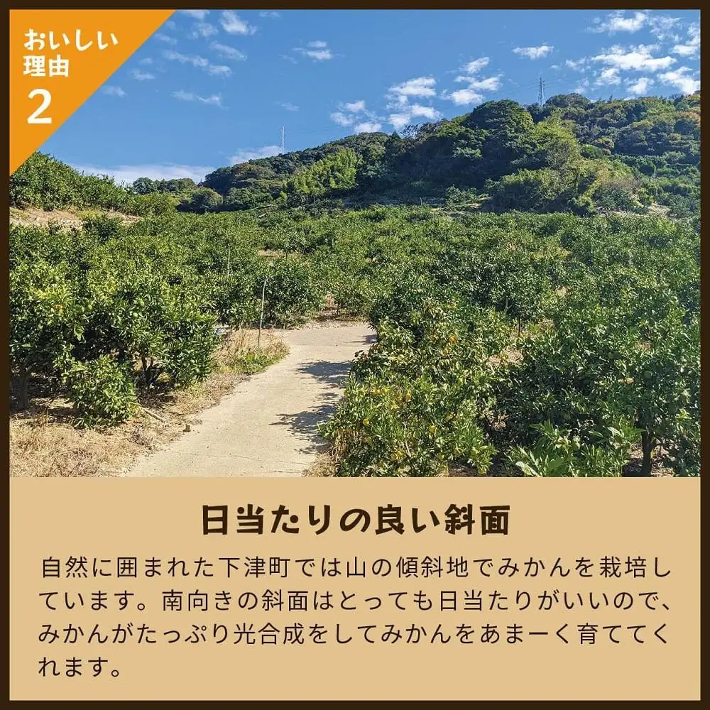 とれたてしもつみかん　5kg家庭用｜和歌山県海南市の下津みかんを産地直送でお届け【2026年11月発送開始】