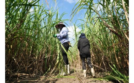 ウージ染めストール～ウール～(AI029-1)