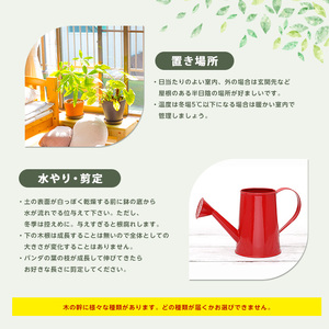 2026年1月中旬～発送【観葉植物】パンダガジュマル85cm～95cm リン鉢 前園植物園 IB002-010 観葉植物 ※北海道・沖縄・離島配送不可