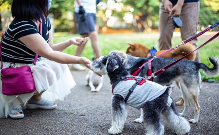 オーガニック鹿肉ペットフード（犬用）ドライタイプ　1kg×10袋 エサ 