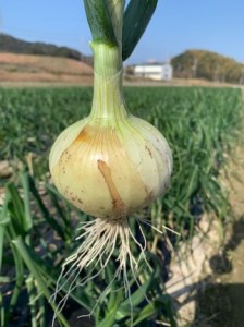 新玉ねぎ シャーロットオニオン 5kg　◆配送３月～６月