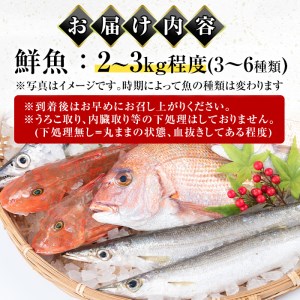 i580 出水の鮮魚おためしBOX(約2～3kg程度・3～6種類) 魚 鮮魚 鹿児島県 出水近海 お寿司 煮付 料理 旬 何が届くかはお楽しみ【出水はやし】