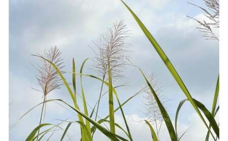 ウージ染め花穂ストール～唐草～ (AI030)