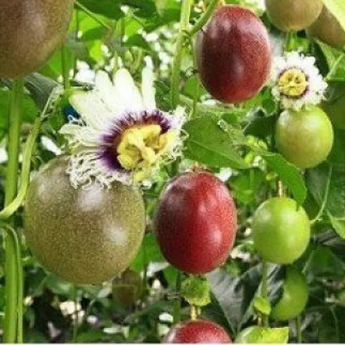 【2026年発送 先行受付】パッションフルーツ バラ詰め 約3kg【武富農園】パッションフルーツ 果物 くだもの