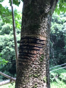 葉の器（小）