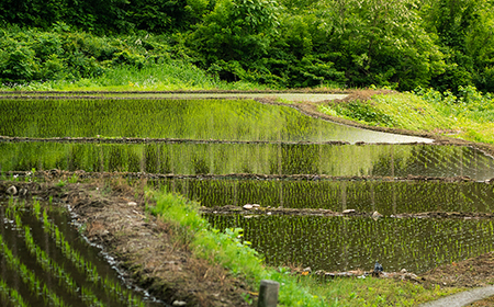 先行予約 令和8年産 新米 無洗米 10kg 5kg×2 棚田米 雪きらり 尾花沢市中刈産 ng-ykmxx10