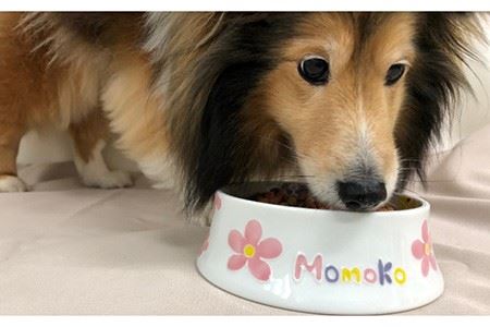 【波佐見焼】ペット フードボウル（しばわんず柄） 食器 皿 【名入れ可能】 食器 皿 【大新窯】 [DC87]  波佐見焼