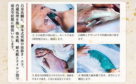 ＜津本式究極の血抜き 白寿真鯛 セミドレス 1尾（約1.5kg）＞ 鯛 タイ たい マダイ まだい 活〆 尾頭付き 養殖 特産品 魚 お祝い 内祝い ギフト 贈答 贈り物 赤坂水産 赤坂竜太郎 愛媛県 西予市【冷蔵】『1か月以内に順次出荷』MAS0001