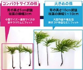 コウヤノマンネングサ [Climacium japonicum] 人工栽培品種 3本 NKK0001