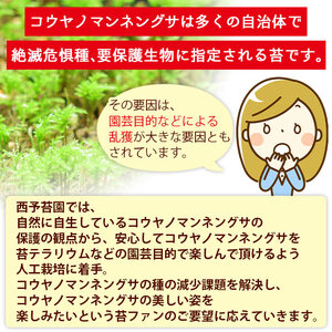 コウヤノマンネングサ [Climacium japonicum] 人工栽培品種 5本 NKK0003