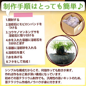 初めてでも簡単！10分で作れる コウヤノマンネングサの岩作成キット ★作り方動画付 NKK0010